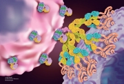 IgM Antibody Simultaneously Binding to CD20 and CD3