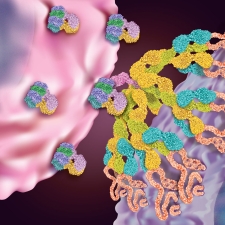 IgM Antibody Simultaneously Binding to CD20 and CD3
