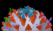 SARS-CoV-2 Virion  with various Antibodies