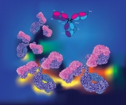 Anatomy Of a Monoclonal Antibody