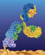 Antagonist-IgG Binding to PD-1