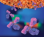 Artful Antibodies