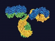 IgG Antibody