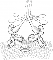 Antibody Mechanism Of Action (MOA)-Complement Dependent Cytotoxicity (CDC)