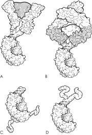 Four Examples Of Fc Fusion Molecules