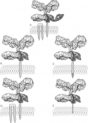 Human IgG Interaction With Human FcR Gamma Chain