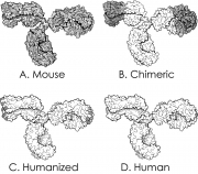 Mouse Vs Chimeric Vs Humanized Vs Human Monoclonal Antibodies