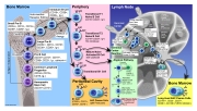 B Cell Development