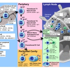 B Cell Development