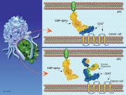 Blocking the CD47 SIRP-a Interaction With a Monoclonal Antibody