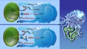 Interaction Of an Antigen Presenting Cell (APC) With a Cancer Cell