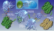 Proposed Innate Immunity MOA for Anti-CD47 Antibodies