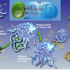 Proposed Innate Immunity MOA for Anti-CD47 Antibodies